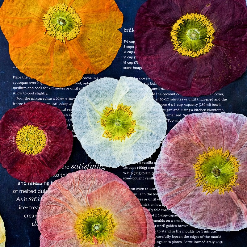 1pcs,Nature Field Poppy Presse - Resin Art Frame review and price