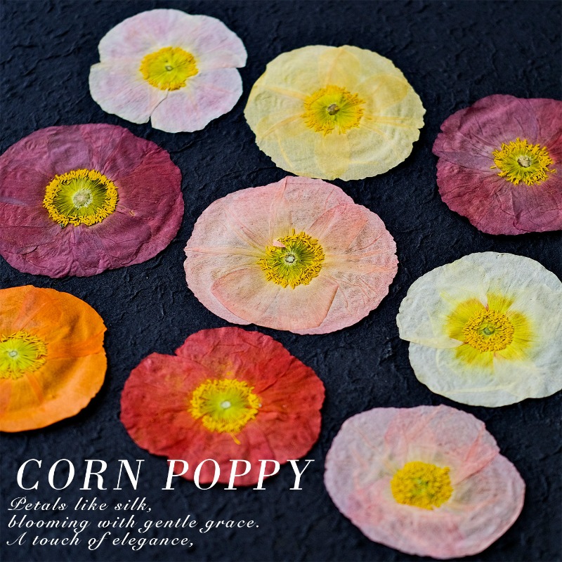 1pcs,Nature Field Poppy Presse - Resin Art Frame review and price