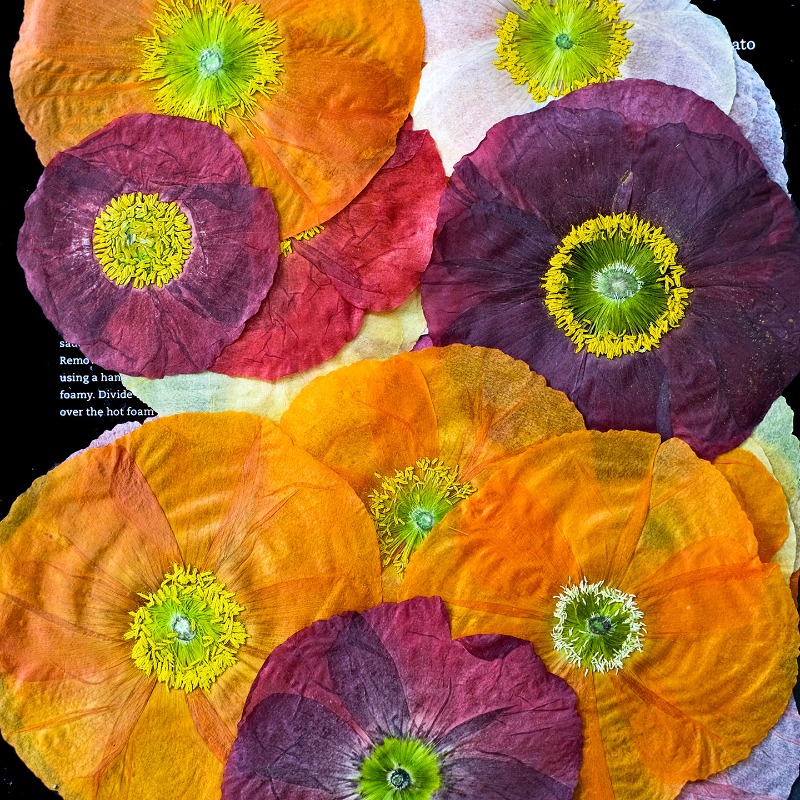 1pcs,Nature Field Poppy Presse - Resin Art Frame review and price